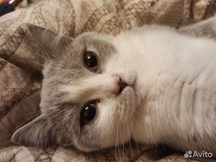 Изящная девочка, британка