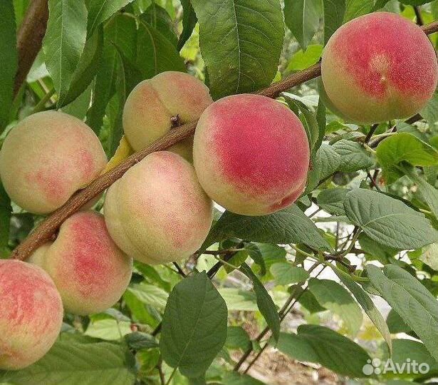 Персик Киевский ранний
