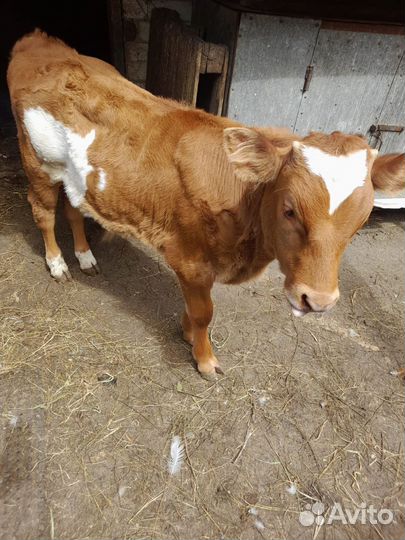 Теленок бычок 3 месяца