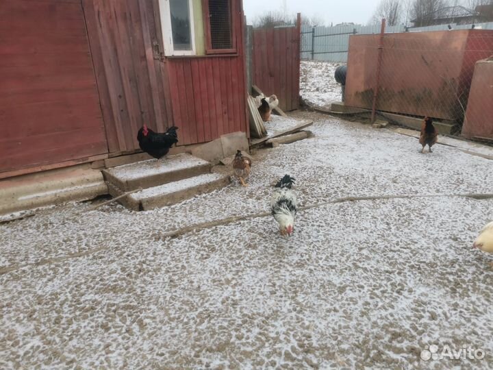 Петухи молодые деревенские