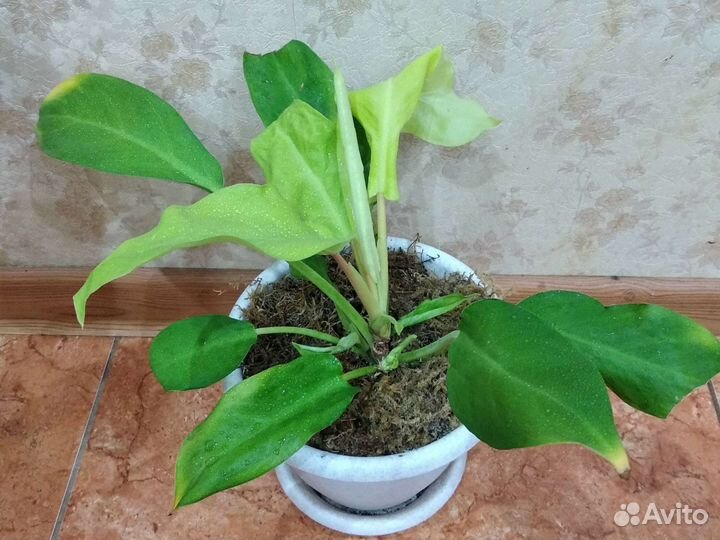 Филодендрон голд