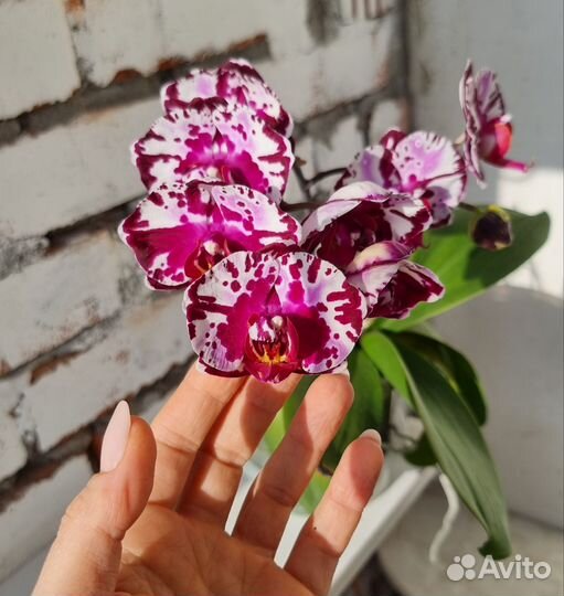 Орхидея Dtps.(Chian Xen Pearl x Sogo Cabin)