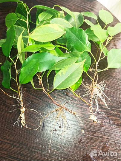 Укоренённые и свежесрезанные черенки фикуса
