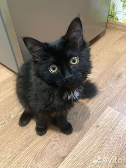 Кошка в добрые руки