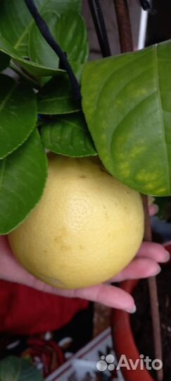 Лимонное дерево с плодами