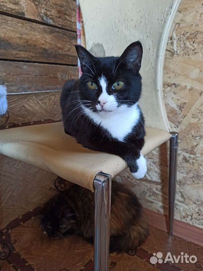 Кошка Улечка ищет дом