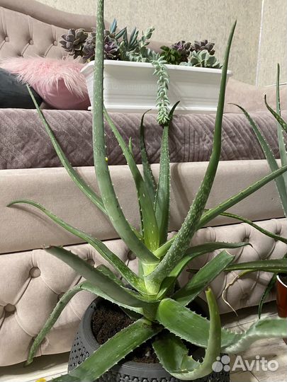 Алоэ лечебный, детки укорененные