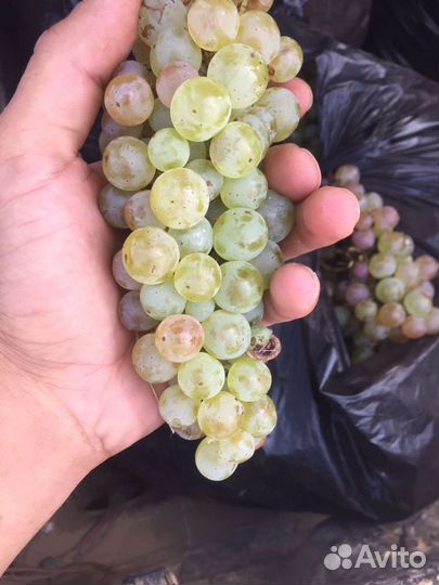 Виноград винный