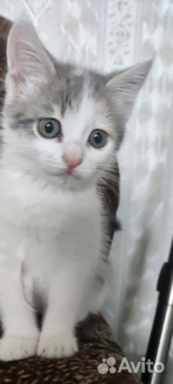 Славная малышка ищет дом