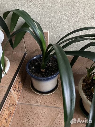 Кливия киноварная персикового цвета