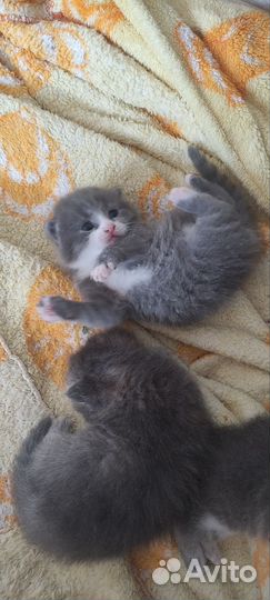 Котята мальчики