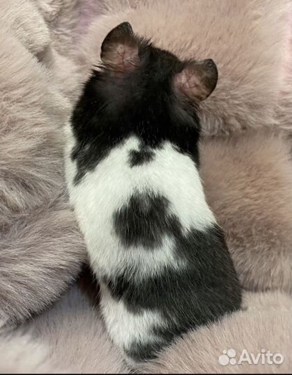 Сирийские хомяки. Ручные красавцы-малыши. Доставка