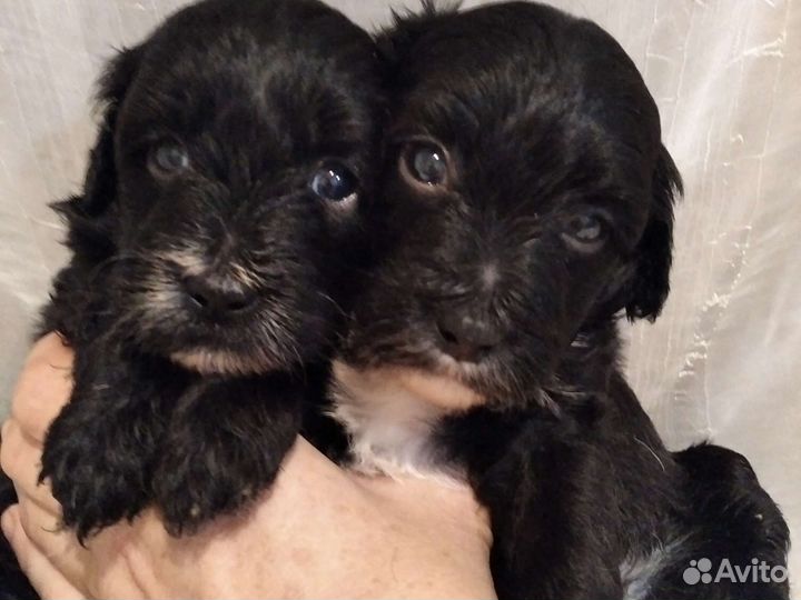 Мальтипу шоколад и черные