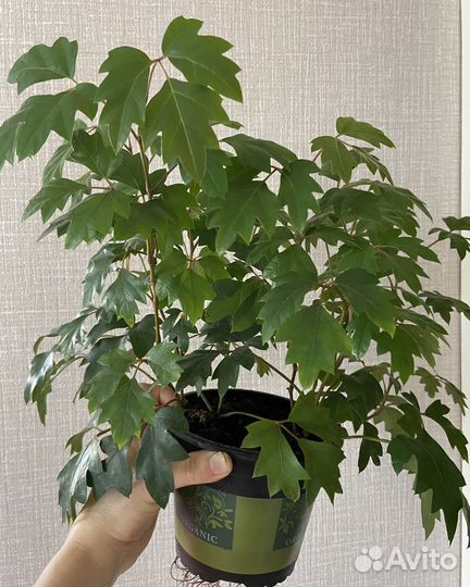 Роицисус ромбический