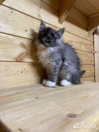 Сибирская кошка