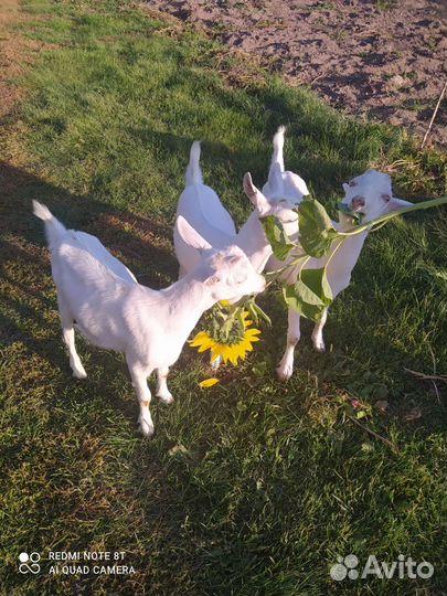 Продаются козы