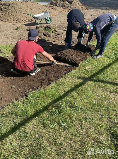 Газон премиум