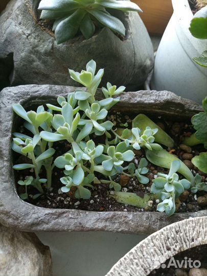 Суккуленты 6 видов (комнатные растения 2ч.)