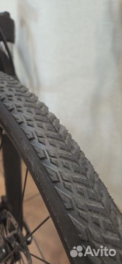 Giant rove 4dd 2022