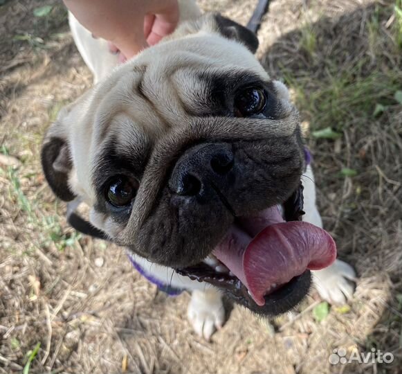 Продам мопса