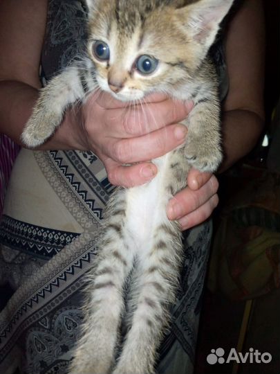 Котята ищут хозяина