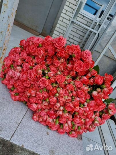 Кустовые розы