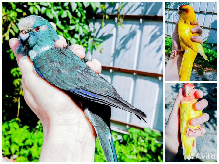 Попугай неразлучник и какарики