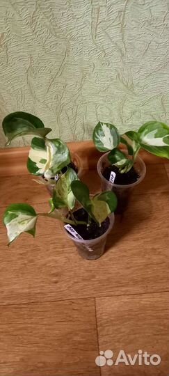 Сциндапсусы,диффенбахия Камилла