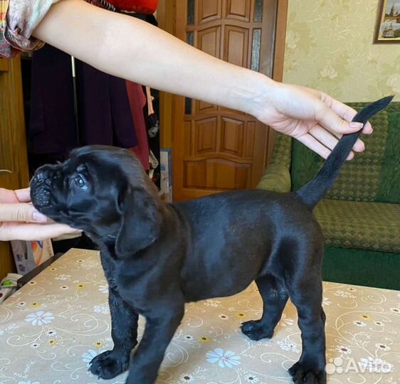 Шикарные щенки кане корсо