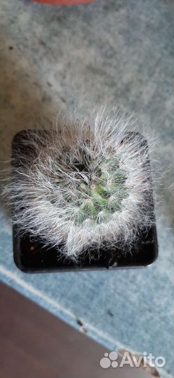 Кактусы редкие