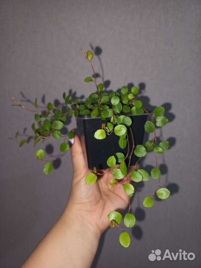 Малюнбекия