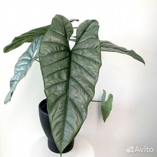 Алоказия хетерофилла коразон