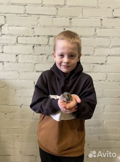 Продам ручных джунгарских хомячков