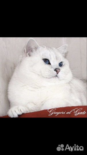 Котята Британцы, Серебристые шиншилла