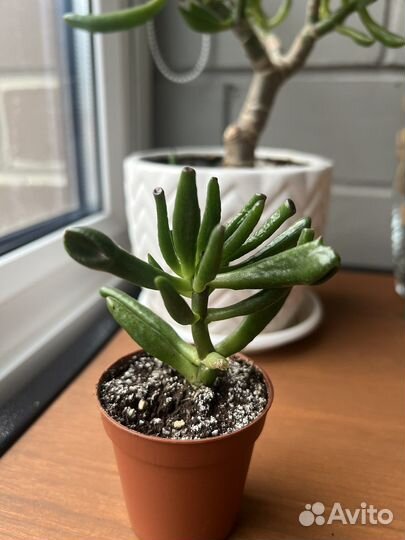 Крассула хоббит