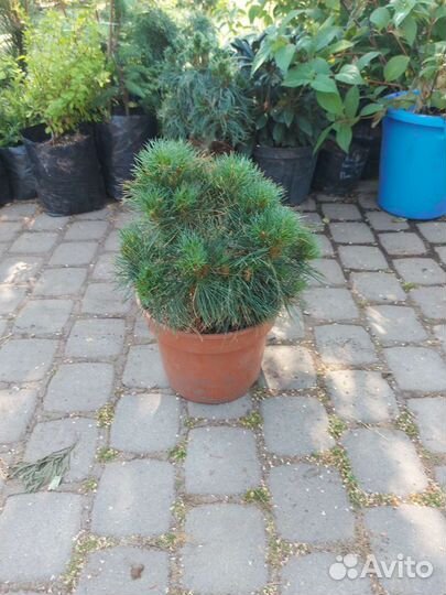 Сосна веймутова Грег