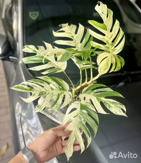 Монстера альба, еллоу и др.комнатные растения