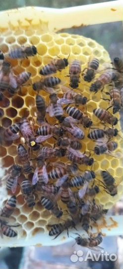 Матки Бакфаст F1 2024