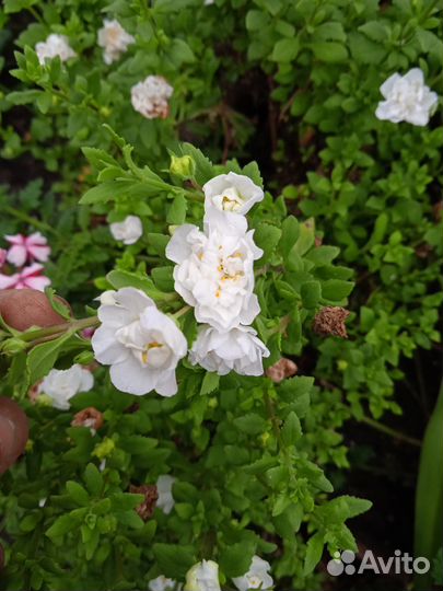 Вербена, бакопа вегетативная и другие расения