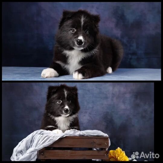 Бордер колли