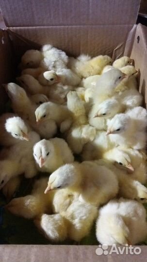 Бройлеры росс 308