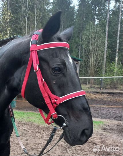 Уздечка с трензелем