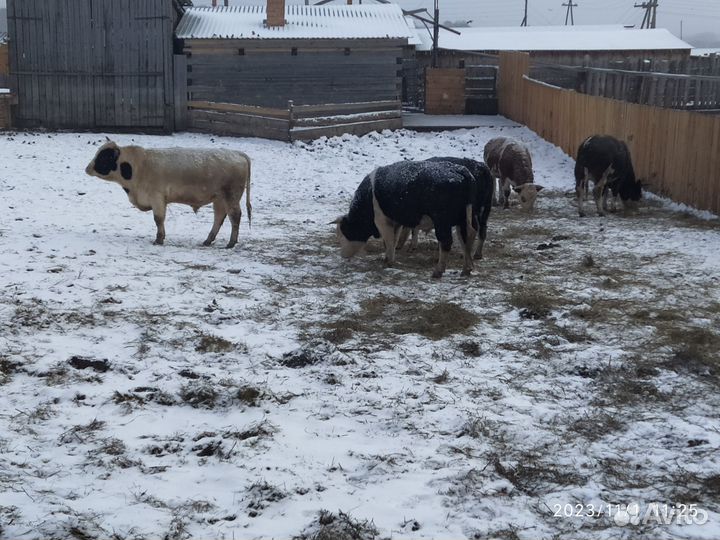 Продам каров,Быков, телок