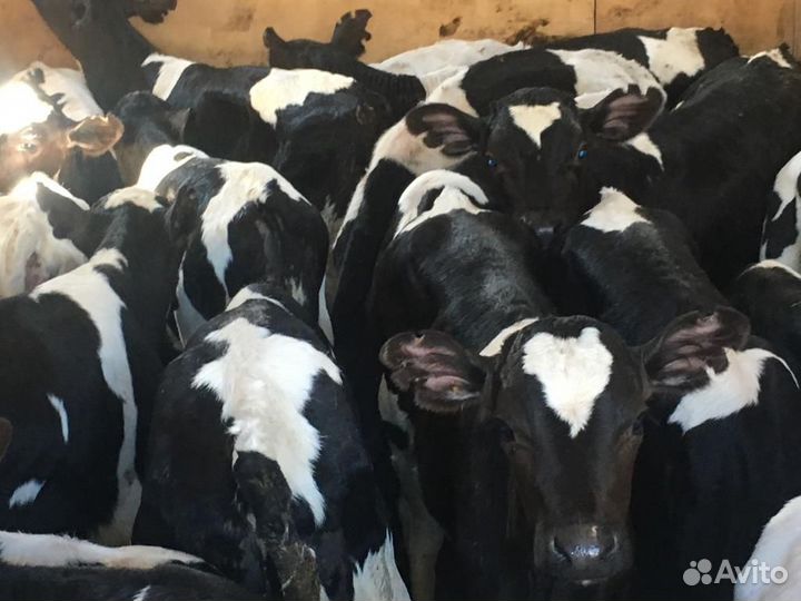 Бычки мясного направления