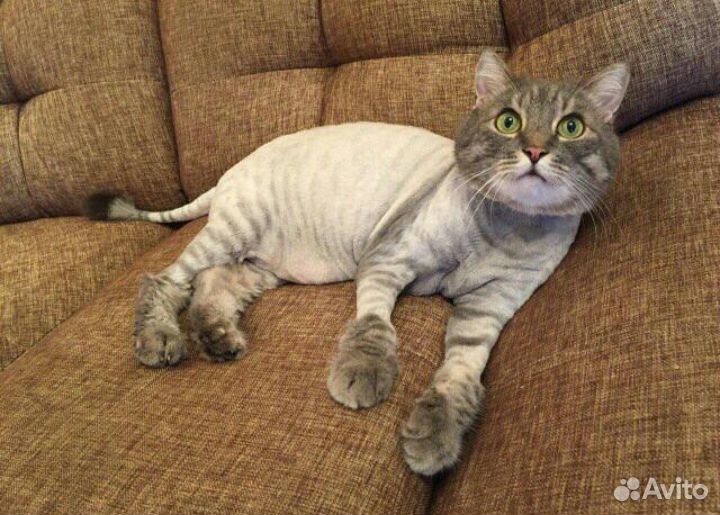 Стрижка кошек)