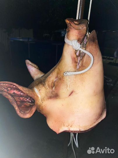 Свиная голова, сало, пузанина, ливер