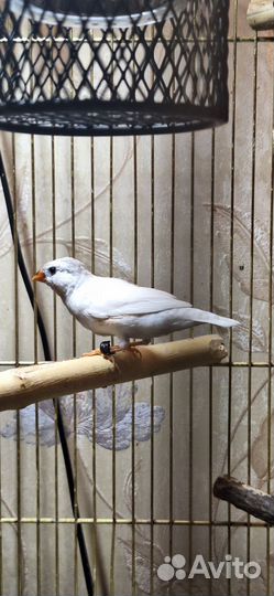 Зебровые амадины