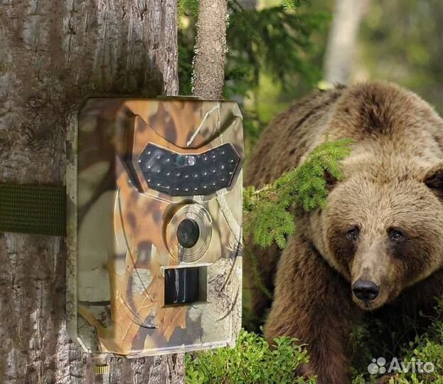 Новая. Фотоловушка охотничья (видео и фото)