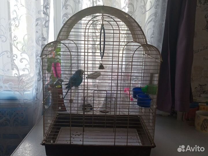 Волнистый попугай с клеткой