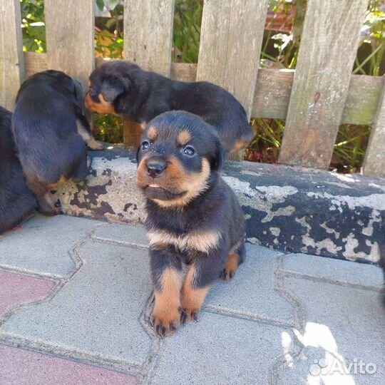 Щенки ротвейлера